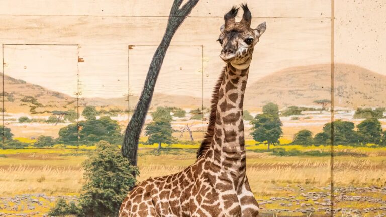 Toronto Zoo Names Baby Masai Giraffe Imara After 23,000 Public Votes