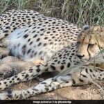 Historic Moment at Kuno as India-Born Cheetah Delivers Cubs in the Wild