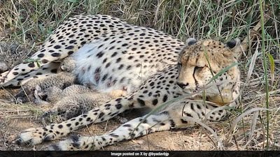 Historic Moment at Kuno as India-Born Cheetah Delivers Cubs in the Wild