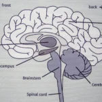 Scientists Discover Protein That Speeds Brain Aging — Memory Loss Reversed