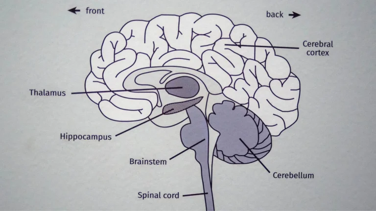 Scientists Discover Protein That Speeds Brain Aging — Memory Loss Reversed