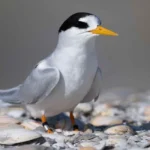 New Zealand’s Rarest Bird Population Grows, Offering Hope for Recovery