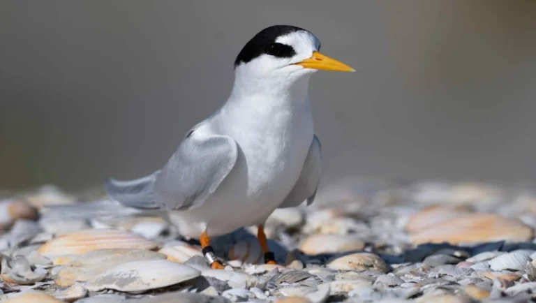 New Zealand’s Rarest Bird Population Grows, Offering Hope for Recovery