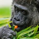 World’s Oldest Gorilla Fatou Celebrates 69th Birthday at Berlin Zoo