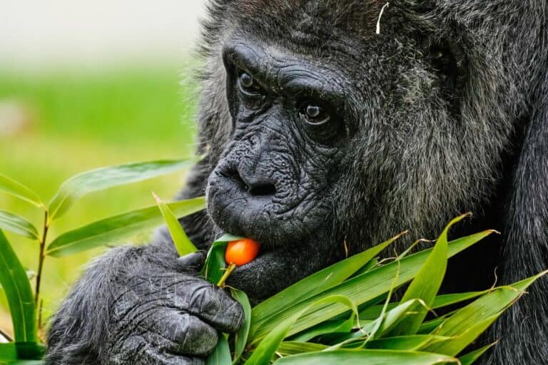 World’s Oldest Gorilla Fatou Celebrates 69th Birthday at Berlin Zoo