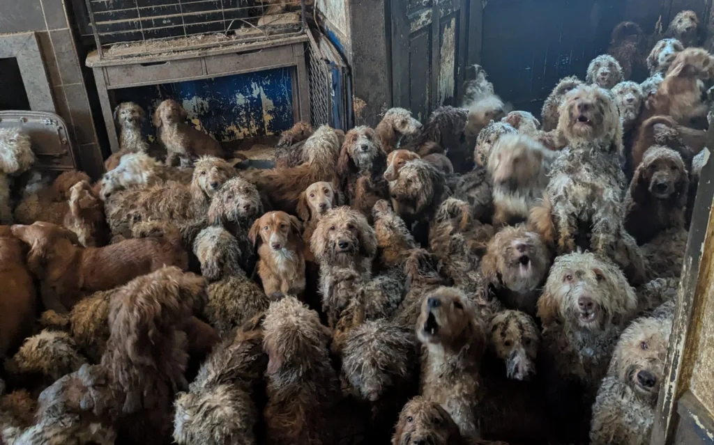 250 Dogs Found in One Home: RSPCA Denies AI Claims After Viral Image Sparks Outrage