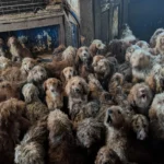 250 Dogs Found in One Home: RSPCA Denies AI Claims After Viral Image Sparks Outrage