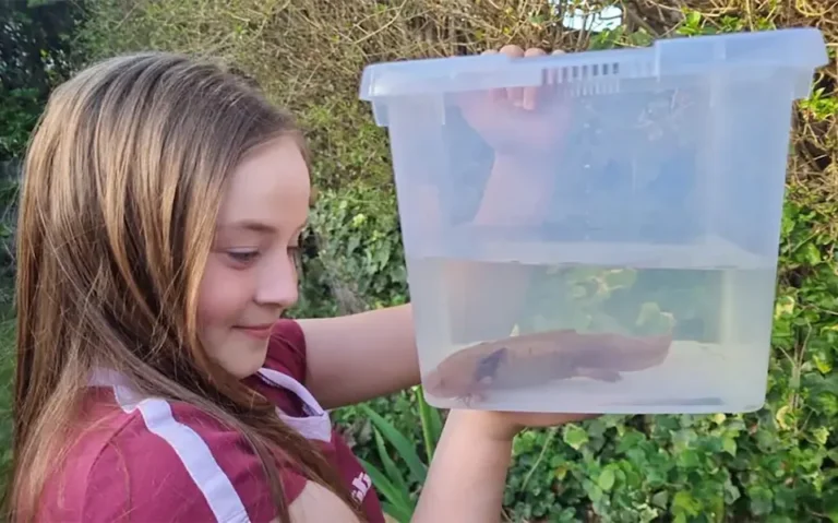 Rare Axolotl Found in Wales After Childâs Unexpected Discovery