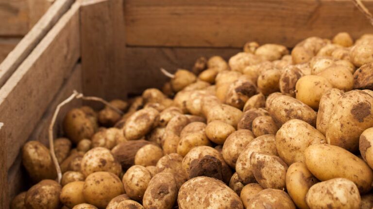 Parilla Premium Potatoes Fined $360K After Plane Propeller Injures Worker