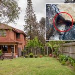 Urgent Snake Warning: 35% Spike in Bites as Venomous Snakes Enter Aussie Backyards