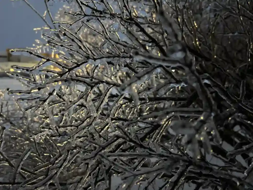 Power Outages Hit New Brunswick as Ice Storm Forces Mass School Closures Across Province