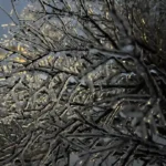 Power Outages Hit New Brunswick as Ice Storm Forces Mass School Closures Across Province