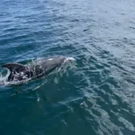 Dolphin Spotted in Melbourne’s Yarra River Near CBD, Experts Say It Was Likely Hunting Prey