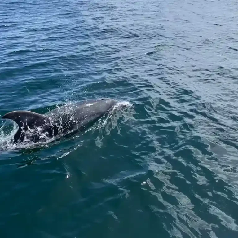 Dolphin Spotted in Melbourne’s Yarra River Near CBD, Experts Say It Was Likely Hunting Prey