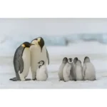 World Penguin Day 2026: Climate Change and Overfishing Threaten Penguin Species Worldwide