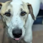 Rescue Dog Ralph Returned After 12 Days in UK—After Waiting 5 Years for a Home