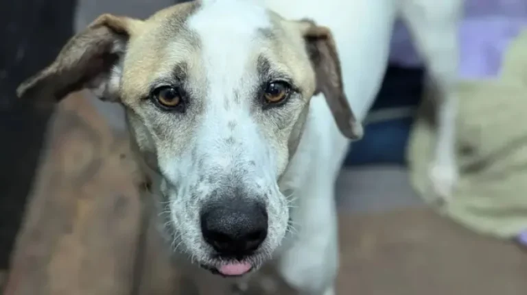 Rescue Dog Ralph Returned After 12 Days in UK—After Waiting 5 Years for a Home