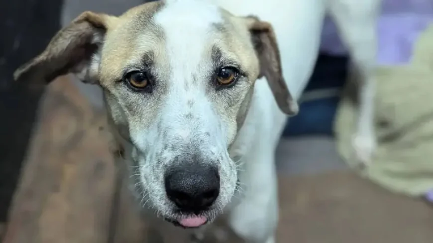Rescue Dog Ralph Returned After 12 Days in UK—After Waiting 5 Years for a Home
