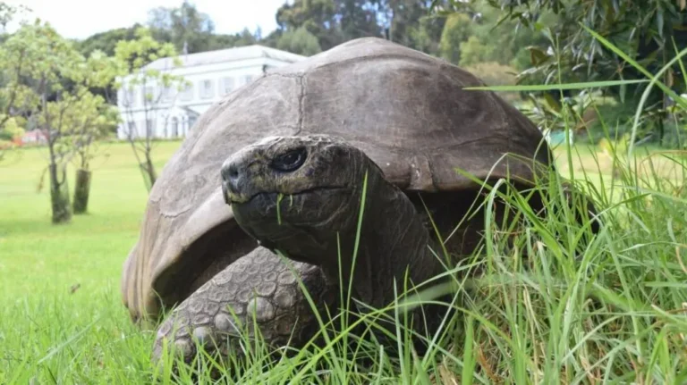 World’s Oldest Animal “Dies at 193” Rumor Goes Viral – Shocking Truth Comes Out Hours Later