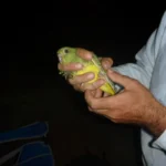 Critically Endangered Night Parrot Detected in South-West Queensland, New Population Discovered