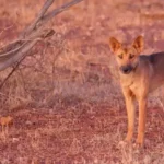 Karijini National Park Dingo Attacks: 3 Children Injured as Rangers Ordered to Kill Aggressive Animals