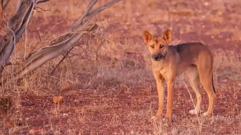 Karijini National Park Dingo Attacks: 3 Children Injured as Rangers Ordered to Kill Aggressive Animals