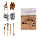 25-Million-Year-Old Platypus Fossils With Teeth Found in Australia, Rewriting Evolution History