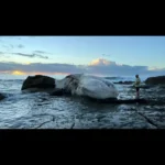 Sydney Beaches Closed After Whale Carcass Sparks Surge in Shark Activity