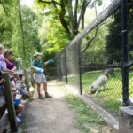 Parents Charged After Toddler Reaches Into Wolf Enclosure at ZooAmerica