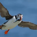Thousands of Puffins Dead After Deadly Storms as Critical Breeding Season Begins