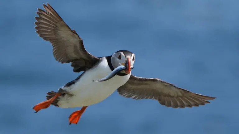 Thousands of Puffins Dead After Deadly Storms as Critical Breeding Season Begins