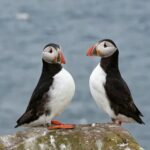 Farne Islands Puffin Cam Returns After Bird Flu Killed Nearly 10,000 Seabirds