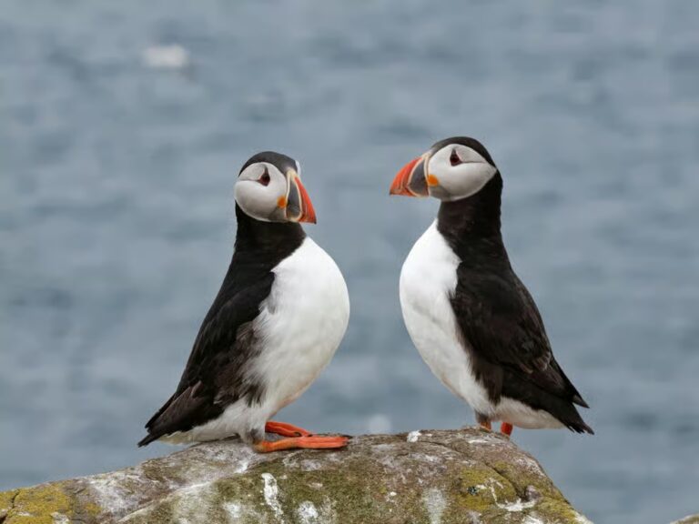 Farne Islands Puffin Cam Returns After Bird Flu Killed Nearly 10,000 Seabirds