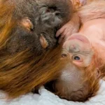 Denver Zoo Welcomes Baby Orangutan as Critically Endangered Hesty Gives Birth to First U.S. Male of 2026