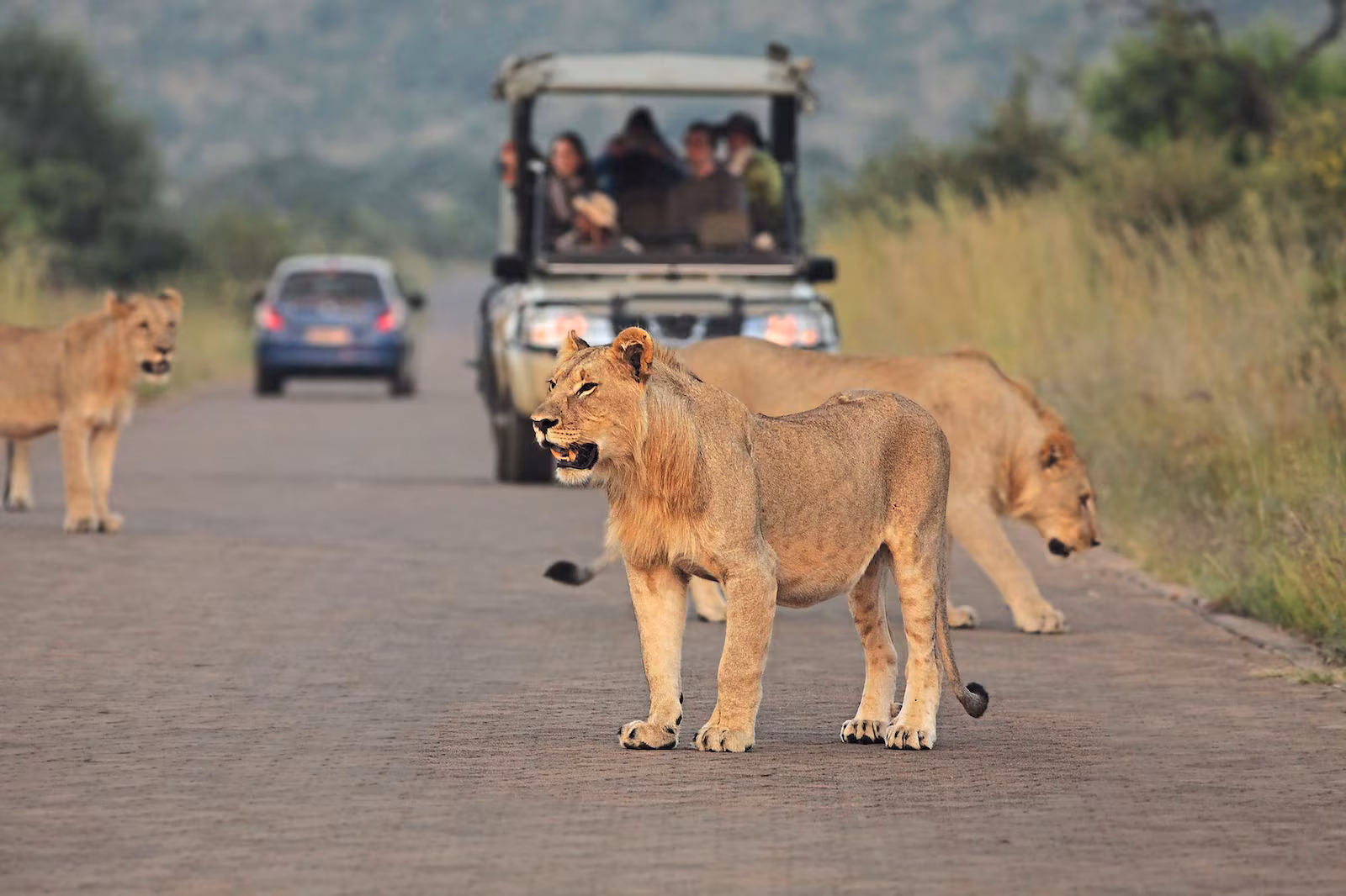 Two Tourists Found Dead in Kruger National Park After Going Missing