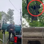 Black Bear Found Napping 40 Feet Up Tree in New Jersey Neighborhood