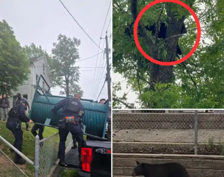 Black Bear Found Napping 40 Feet Up Tree in New Jersey Neighborhood