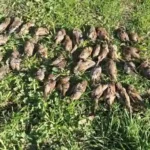 Nearly 100 Birds Found Dead in Suspected Poisoning at New Zealand Community Garden