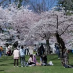Toronto High Park Cherry Blossoms Hit Peak Bloom—Crowds Gather as 10-Day Window Begins