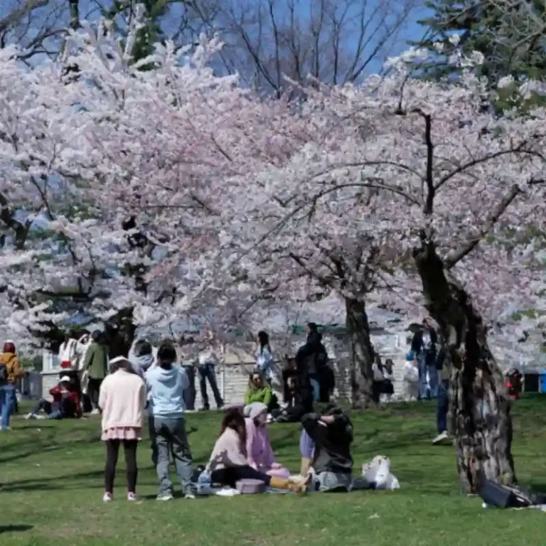 Toronto High Park Cherry Blossoms Hit Peak Bloom—Crowds Gather as 10-Day Window Begins