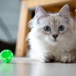 Rescue Kitten Case Reveals Big Loophole in Tasmania’s New Rental Pet Laws