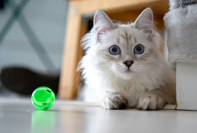 Rescue Kitten Case Reveals Big Loophole in Tasmania’s New Rental Pet Laws