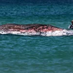 Timmy the Humpback Whale Found Dead After €1.5 Million Rescue Attempt Failed