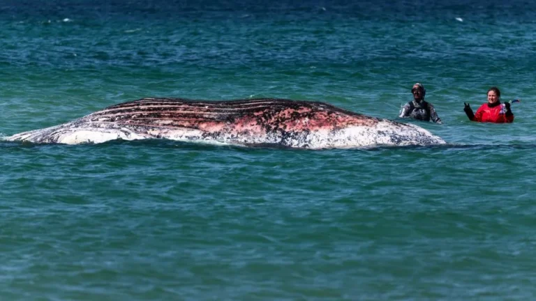 Timmy the Humpback Whale Found Dead After €1.5 Million Rescue Attempt Failed