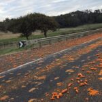 Carrot Spill Slows Traffic on Tasmania’s Bass Highway as Police Search for Truck Driver