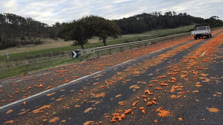 Carrot Spill Slows Traffic on Tasmania’s Bass Highway as Police Search for Truck Driver