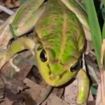 Live Frog Found Inside Woolworths Lettuce Bag Shocks Australian Shoppers