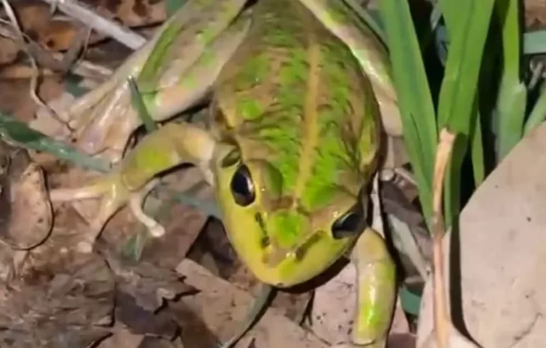 Live Frog Found Inside Woolworths Lettuce Bag Shocks Australian Shoppers