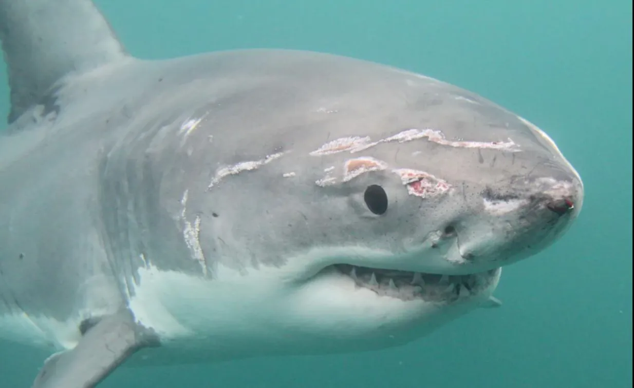 Great white shark swimming underwater