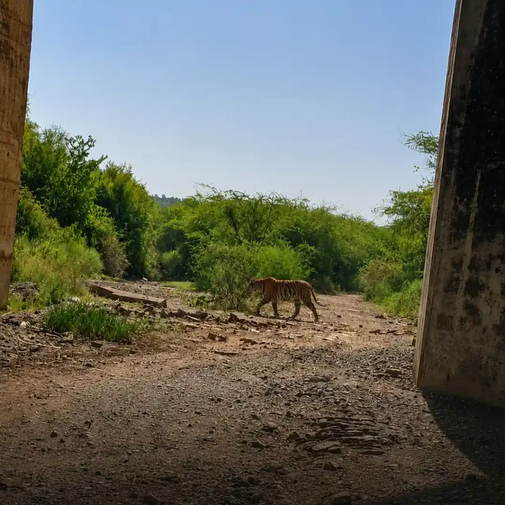 AI Tiger Scare in Gwalior Sparks 36-Hour Search After Fake Image Goes Viral